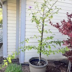 Hibiscus (Rose of Sharon) Tree