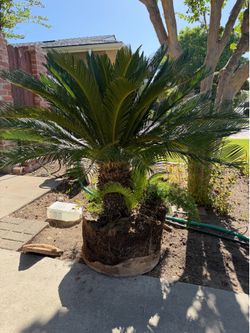 Sago palm