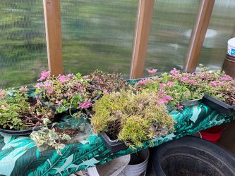Ground cover plants