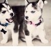 My Hearts
