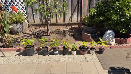 AVOCADO PLANTS. (BACON)