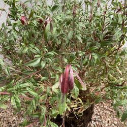 2 Beautiful Healthy Guara Plants 