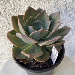 6 Inch Pot Succulent Plant - Echeveria Pulidonis  - Pulido's Echeveria - Rooted & Established - Drought Resistant - 🪴