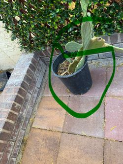 Appx15pavers. Cactus, flower pots, table, 2 big pieces of particle board…