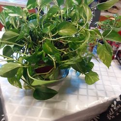 Planta  decorativa