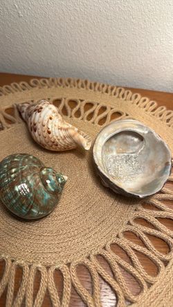Gorgeous shells Lot of 3