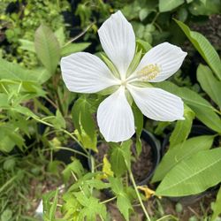 Blooming Red And White Texas Star Hibiscus in 3 Gallons (2 Plants)