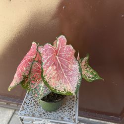 6” caladium 