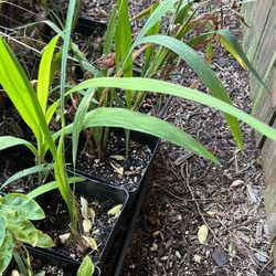 Perennial Iris Plant 
