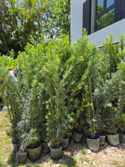podocarpus 6 to 7 feet tall Instant Privacy Hedge For Fence Green Full Ready for planting  minimum qty 30+