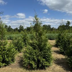 Privacy Tree Sale FREE DELIVERY! Emerald Green & Green Giants 