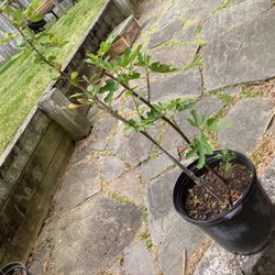 2 plant fig plant 2 feet long