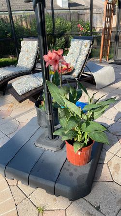 Canna Lily