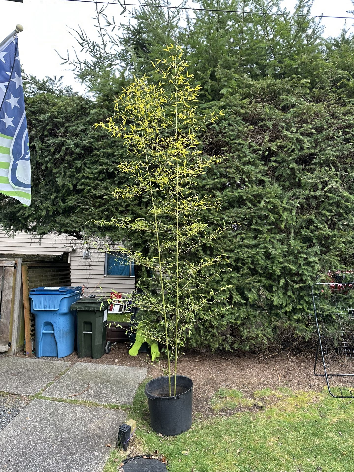 Black Bamboo (clumping)