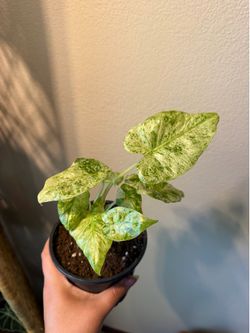Variegated Alocasia Batik
