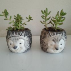 Elephant Bush Plant In Ceramic Pot 