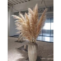Pampas Grass