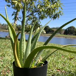 Aloe plant 16-18” Tall 