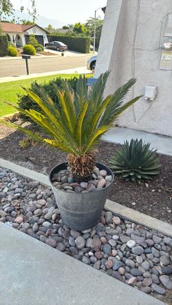 PALM