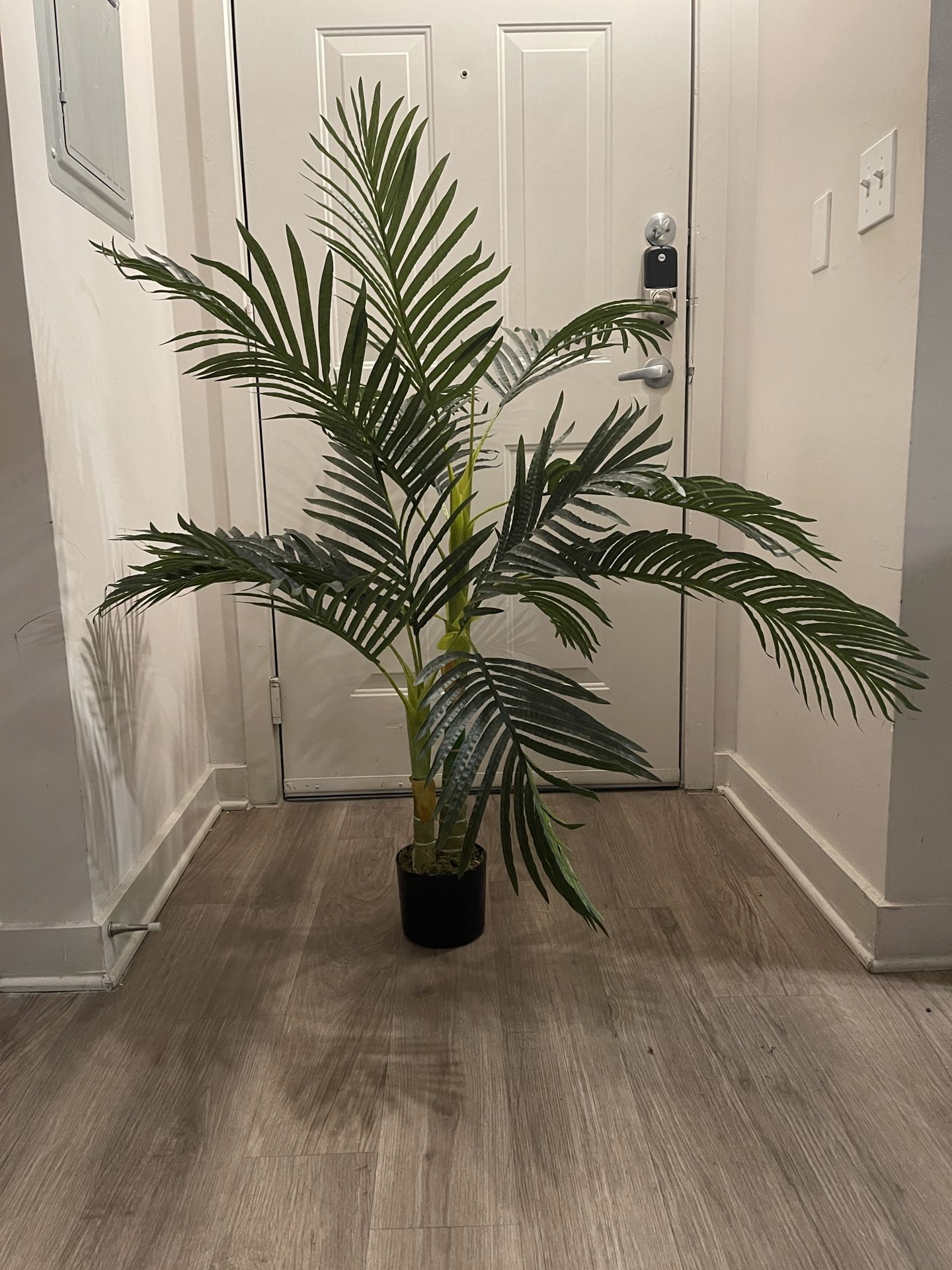 Decorative plant