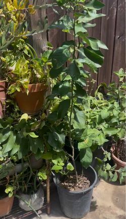 Plants fruit tree