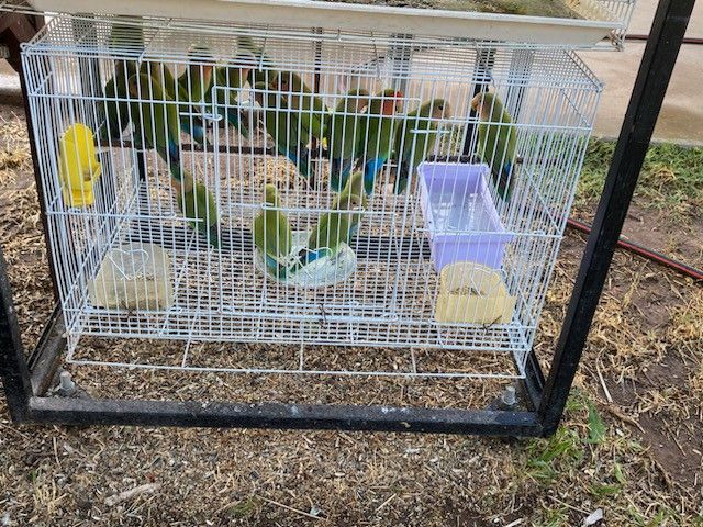 Birds Cage