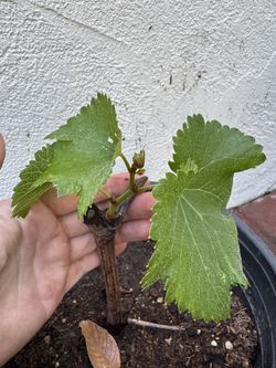 Kyoho grapevine