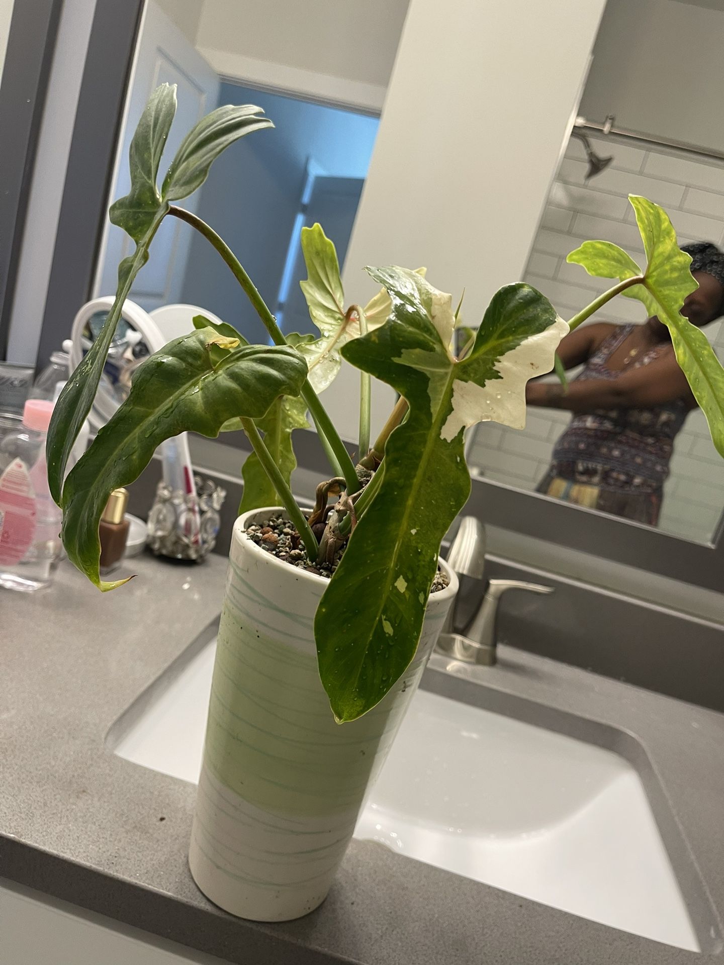 Golden Dragon Plant Rare