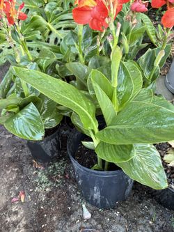 Canna Lily  'Summer Spritz Orange Zest' 