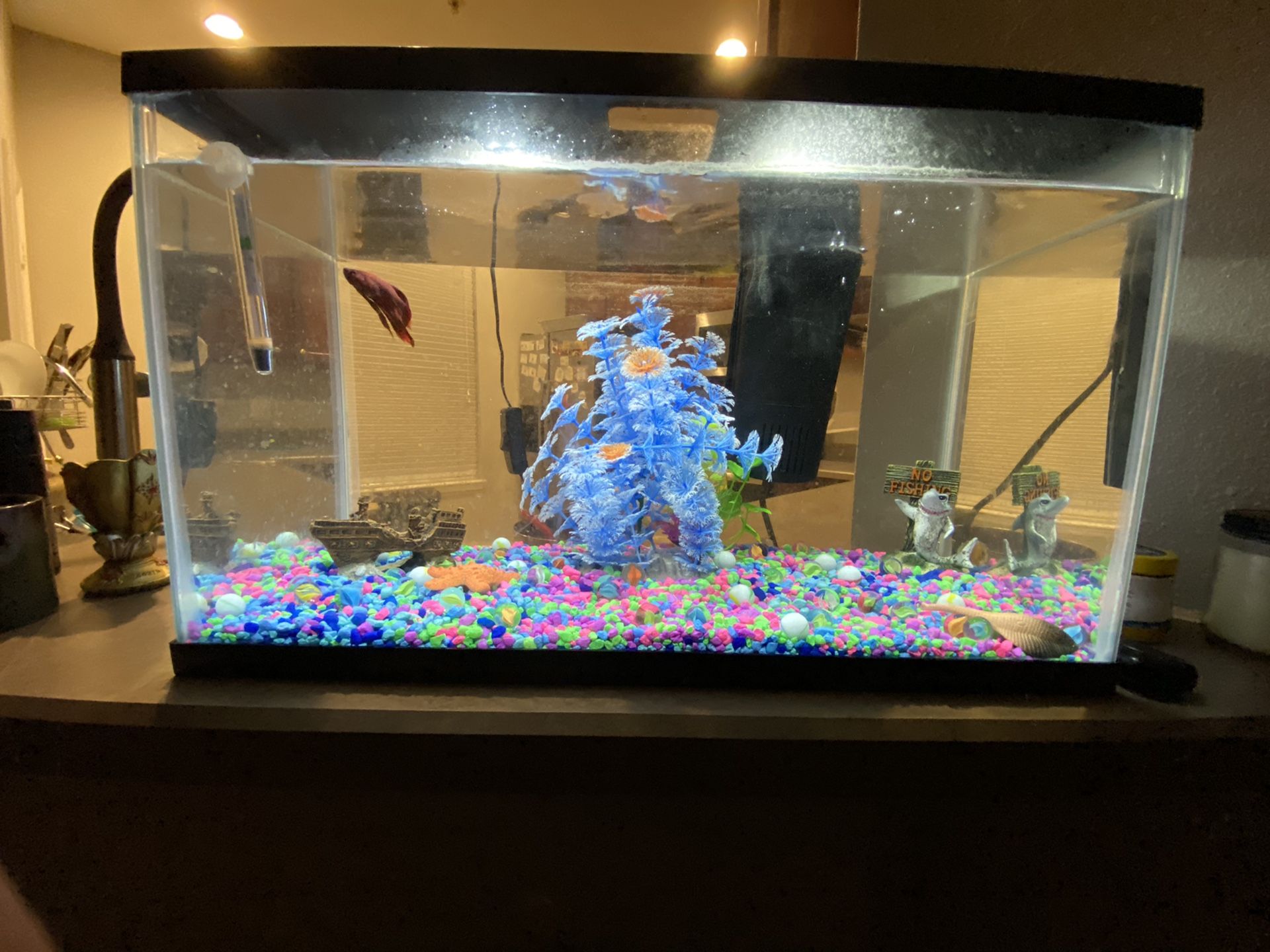 FREE - FISH TANK INCLUDING ACCESSORIES AND FOOD