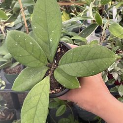 Hoya Fungii