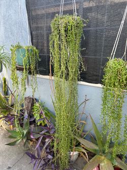 Succulents delfín con Colgadera de macrame Xgrande