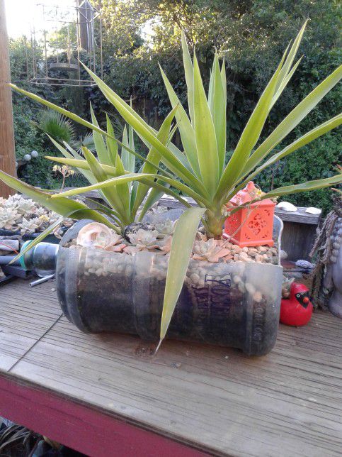 Yucca N SUCCULENTS  5gal Water Container 