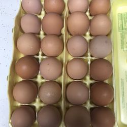 Fresh Brown Open Range Eggs