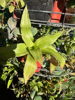 Plantas de $1/2/3