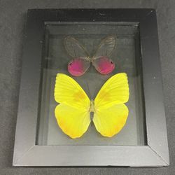 Various South American Butterfly Frames available