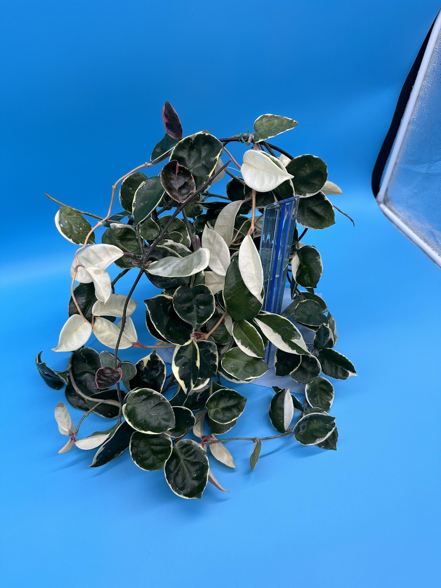 Hoya Carnosa (‘Krimson Queen’)