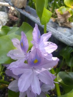 Water Plants Hyacinth