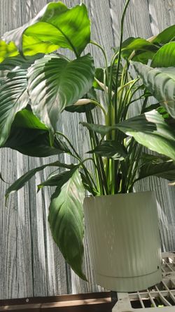 Peace lily