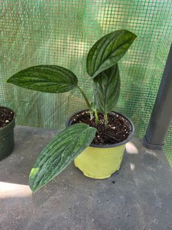 Monstera Perú