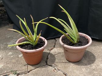 2 (ONLY) Aloe Vera plants 61/2” pots $7 each must pick up
