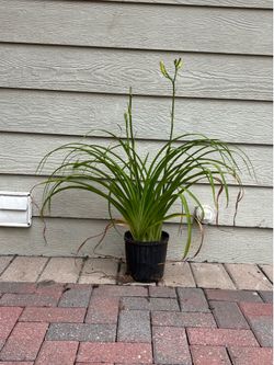Double Orange Bloom Daylily