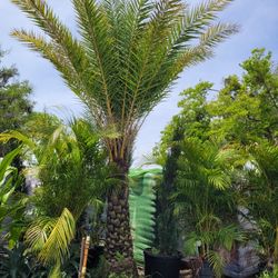 Sylvester Palm 