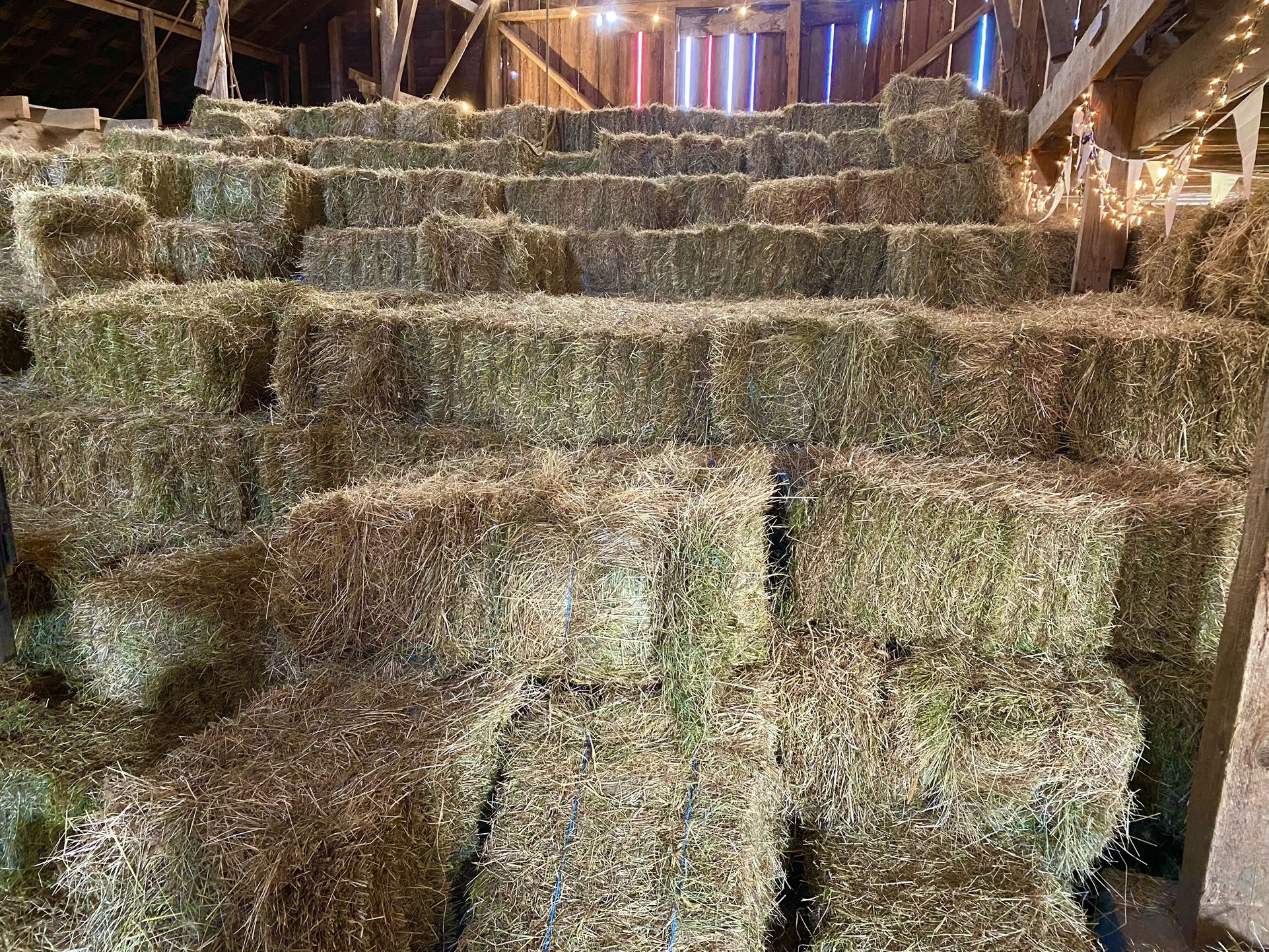 Weed-free Orchard Grass Hay (Silvana)