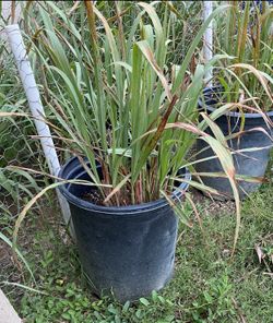 Lemon Grass Plant