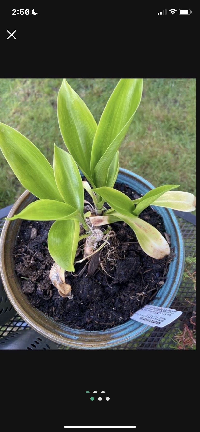 Speirantha convallarioides Plants In Glazed Ceramic Pot With Drainage