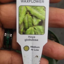Hoya Globulosa In a 4"pot 