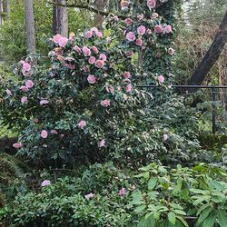 Huge plant sale Sunday🪷 3/22 🪷12pm