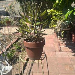  Chandelier Plant