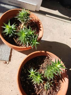 Cactus/Succulent SEE OTHER OFFERS